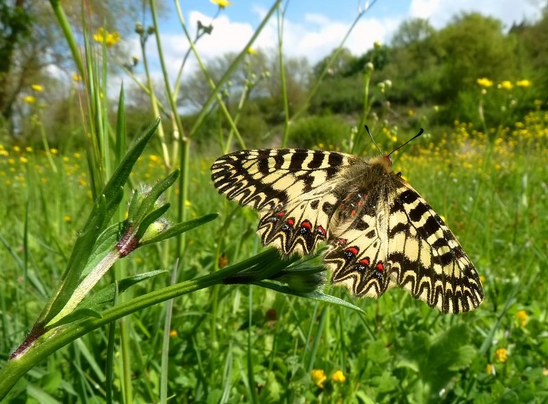 Alla ricerca della Lycaena dispar